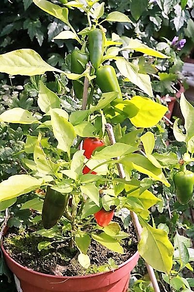 Snackpaprika rot