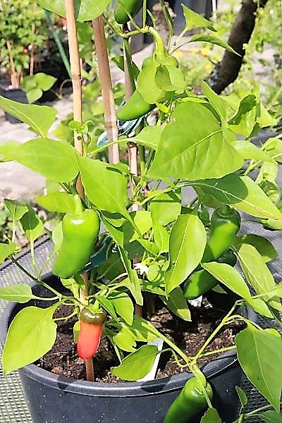 Snackpaprika rot
