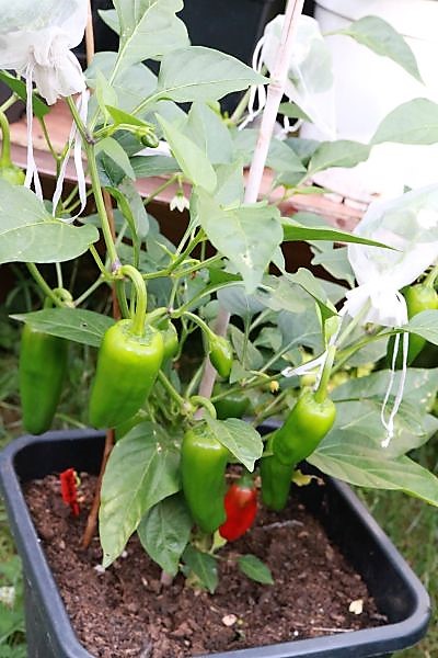 Snackpaprika