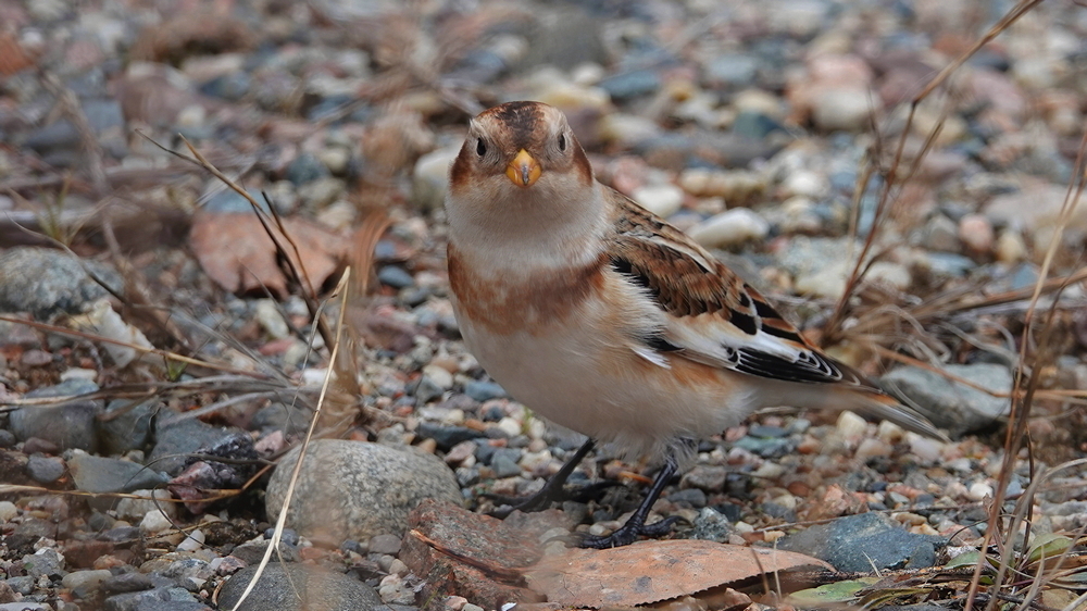 Snow Bunting
