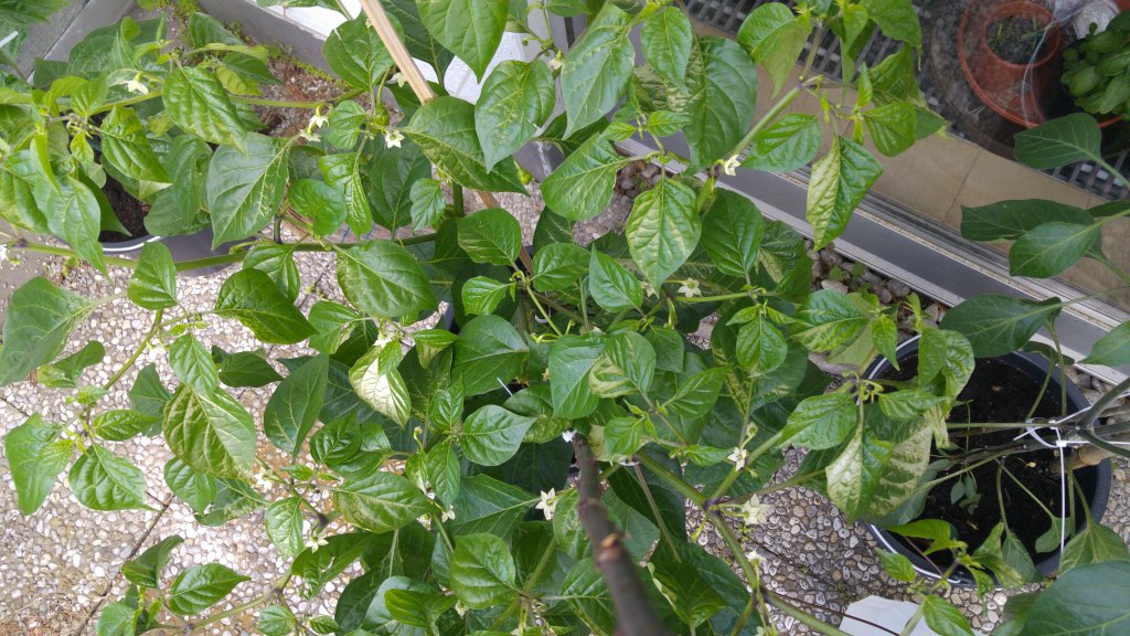 Sonnenbrand der Habanero