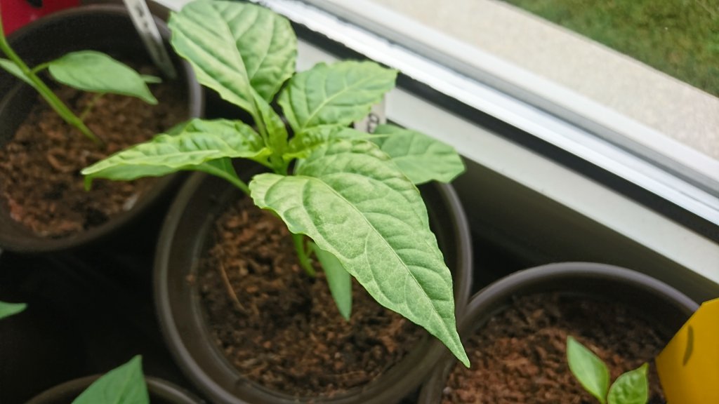 Sonnenbrand (Jalapeno)