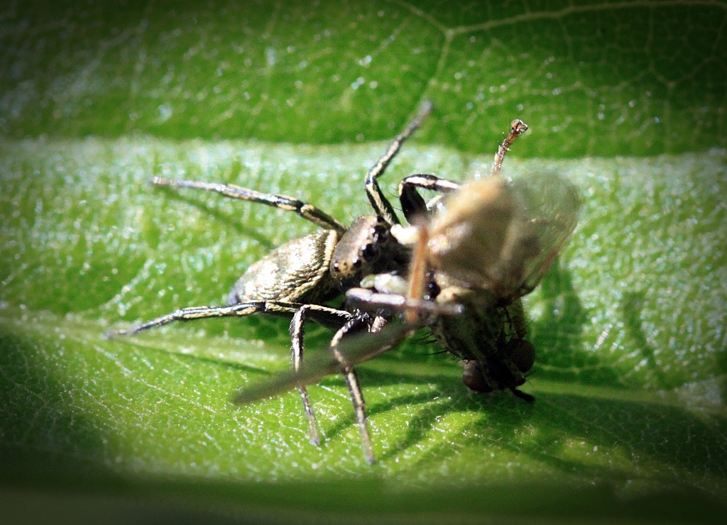 Sonnenspringspinne Mit Beute