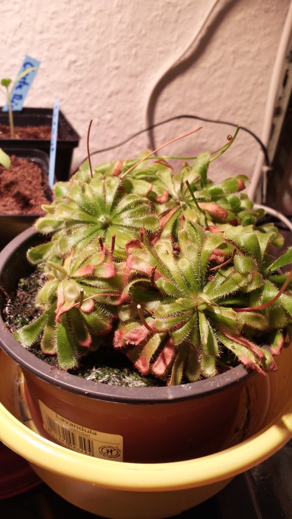 Sonnentau