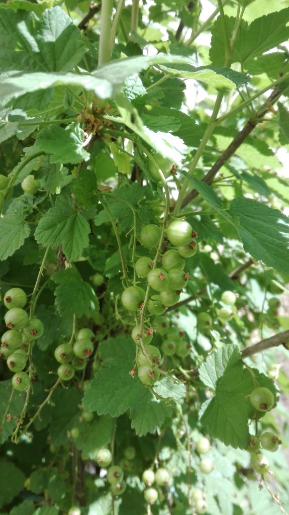 Sonstiges Garten / Johannisbeeren