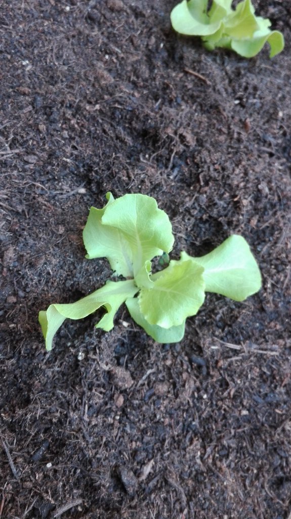 Sonstiges Garten/  Kopfsalat