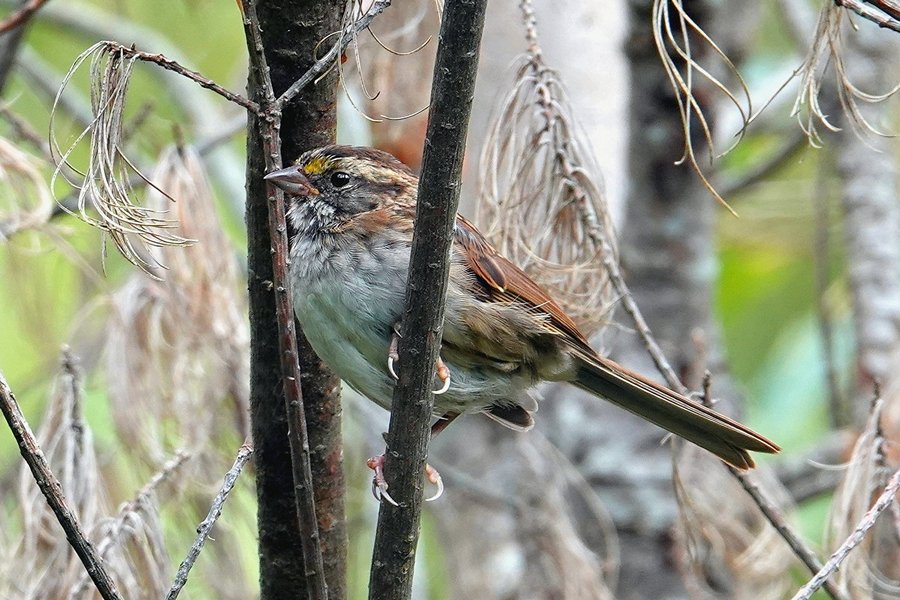 Spatz Im Garten