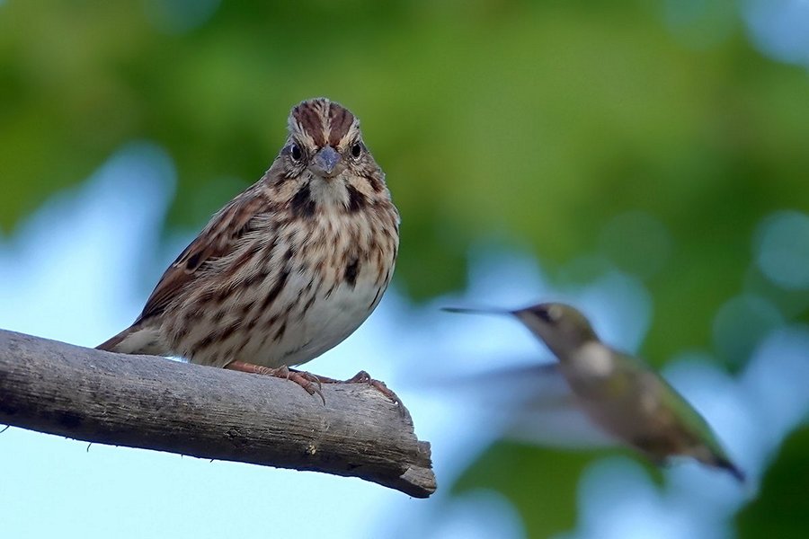 Spatz Im Garten