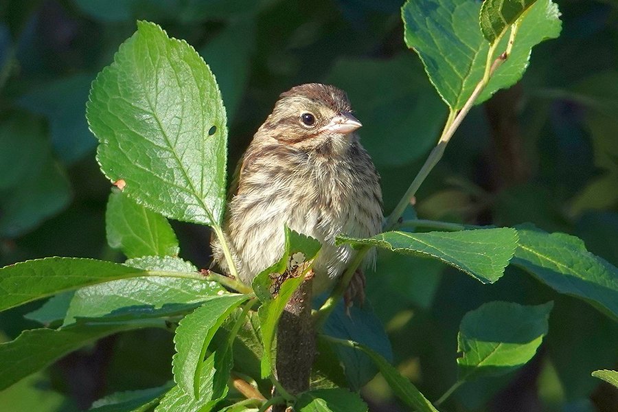 Spatz Im Garten