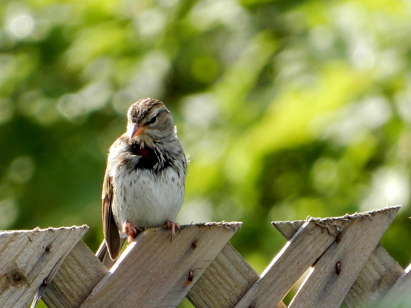 Spatz