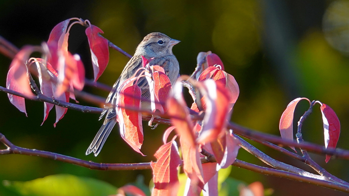 Spatz