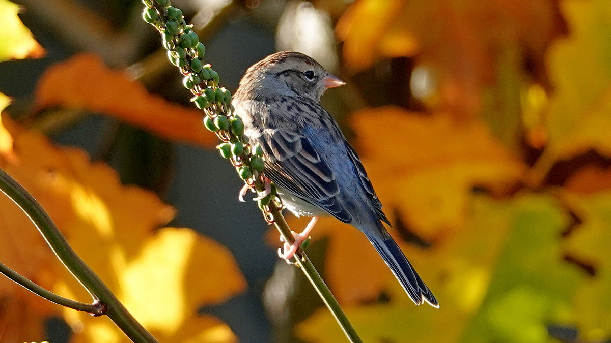 Spatz