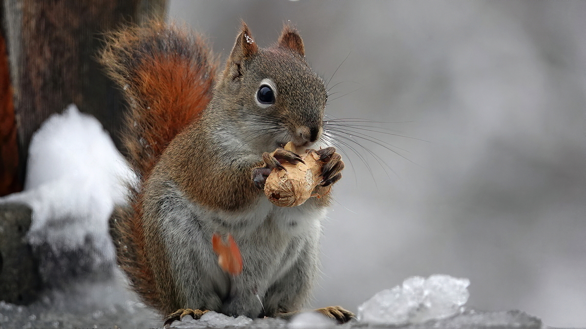 Sqirrel mit peanut