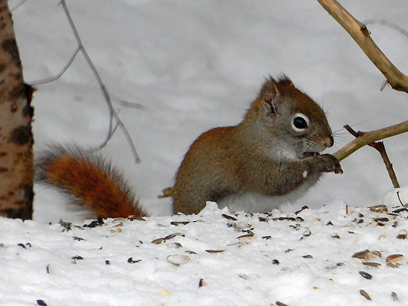 Squirrel