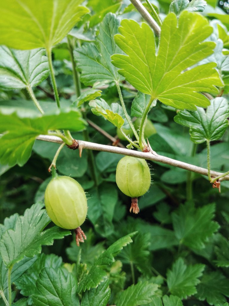 Stachelbeeren - Alter Busch