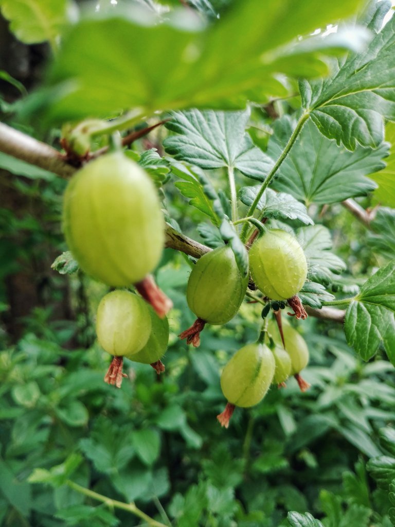 Stachelbeeren - Alter Busch