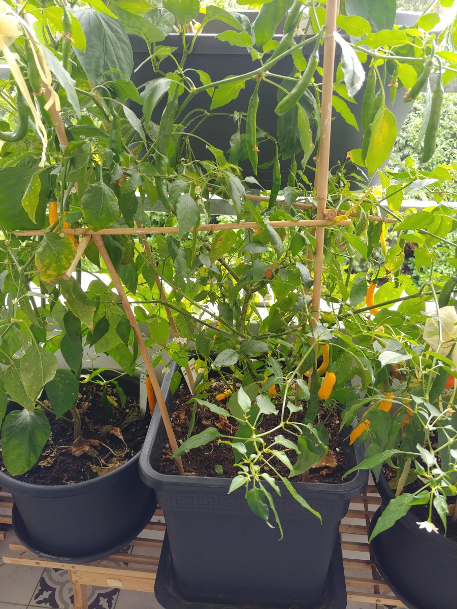 Stand 14.9.: Aji Guyana