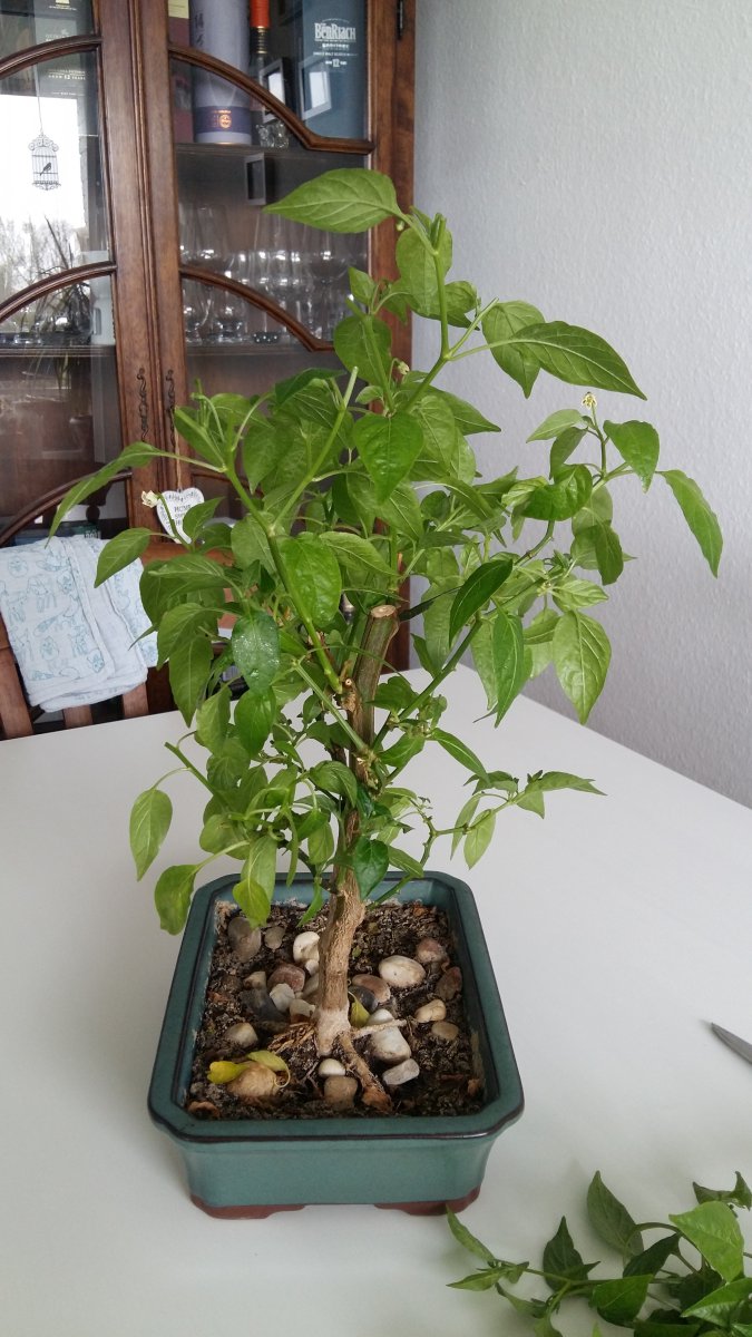 Stand 24.3.: Lemon Drop Bonchi nachher vorne