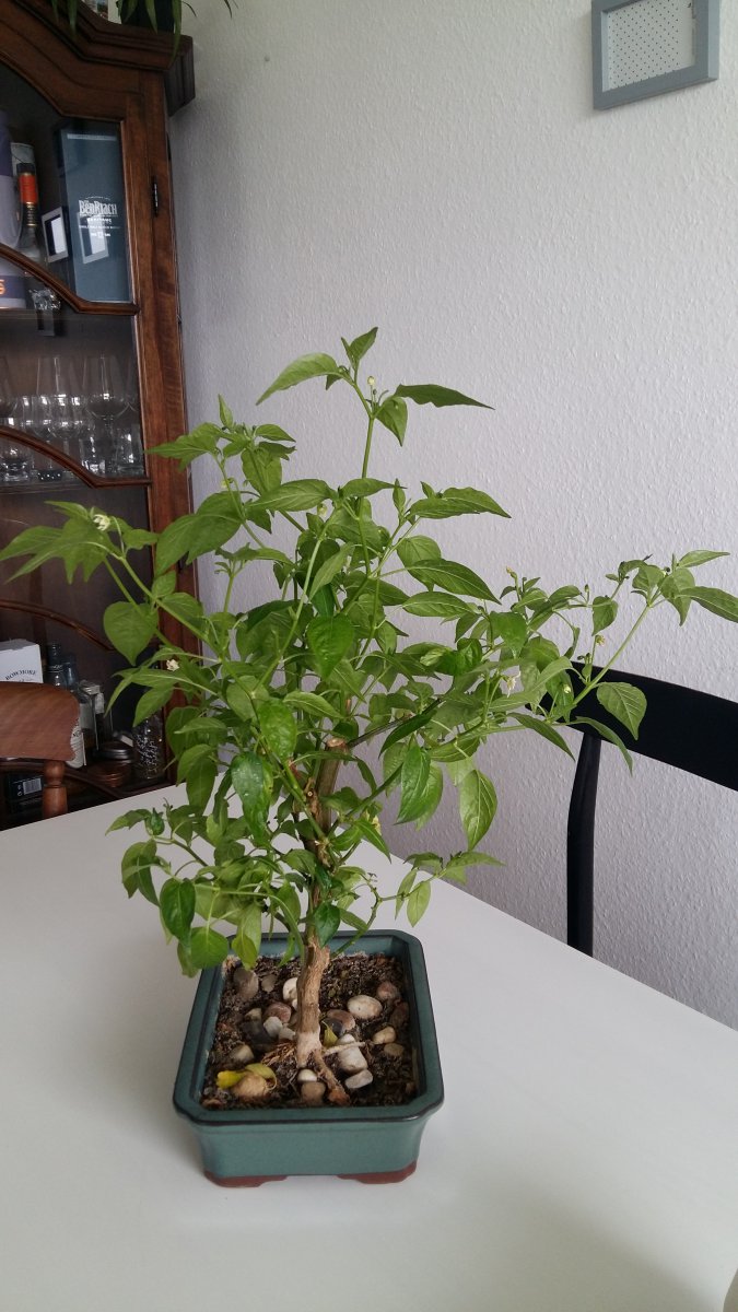 Stand 24.3.: Lemon Drop Bonchi vorher vorne