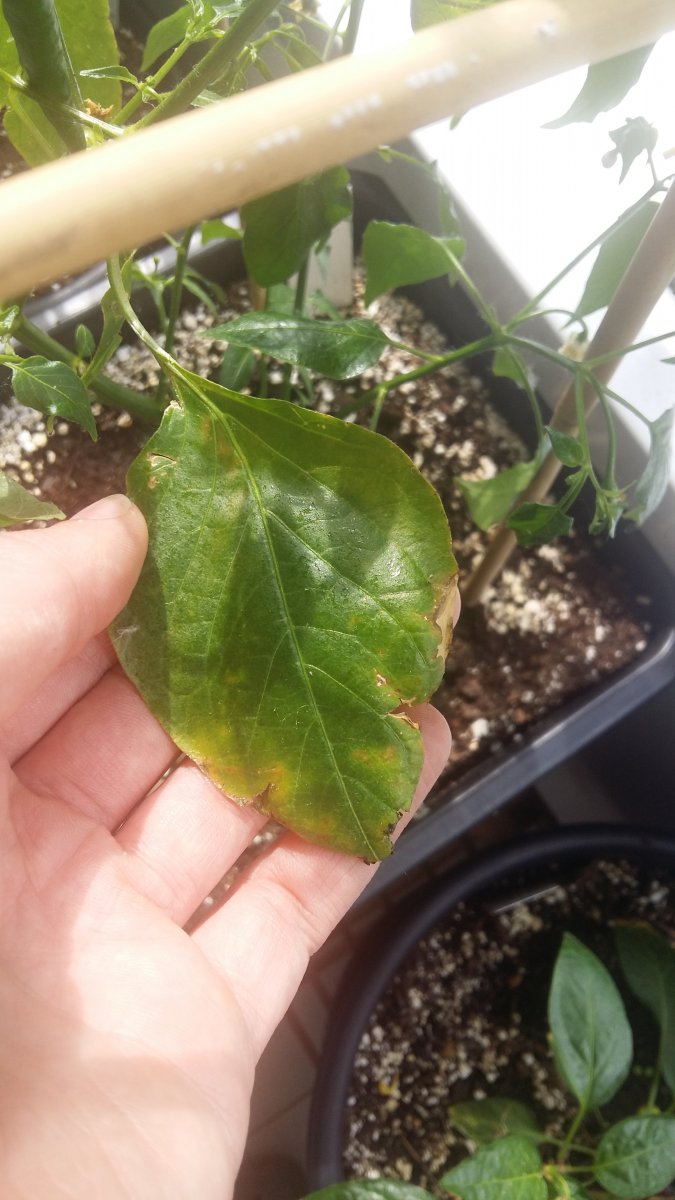 Stand 28.5: Aji Guyana komische Blätter