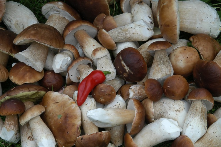 Steinpilze mit P de Espelette