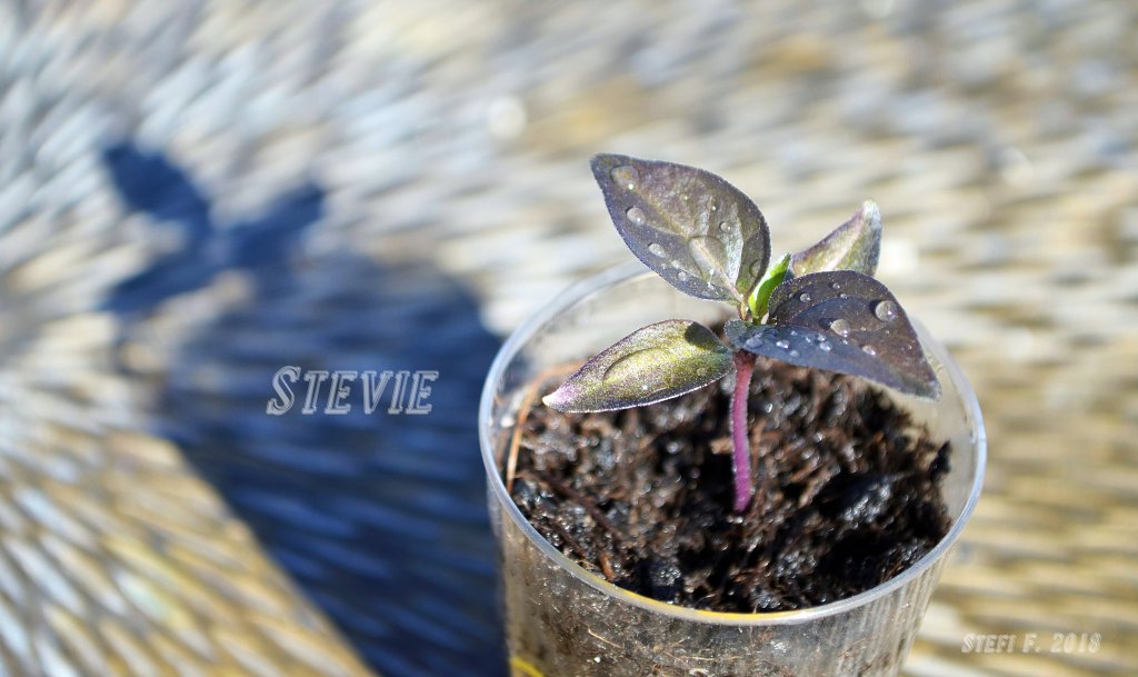 Stevie