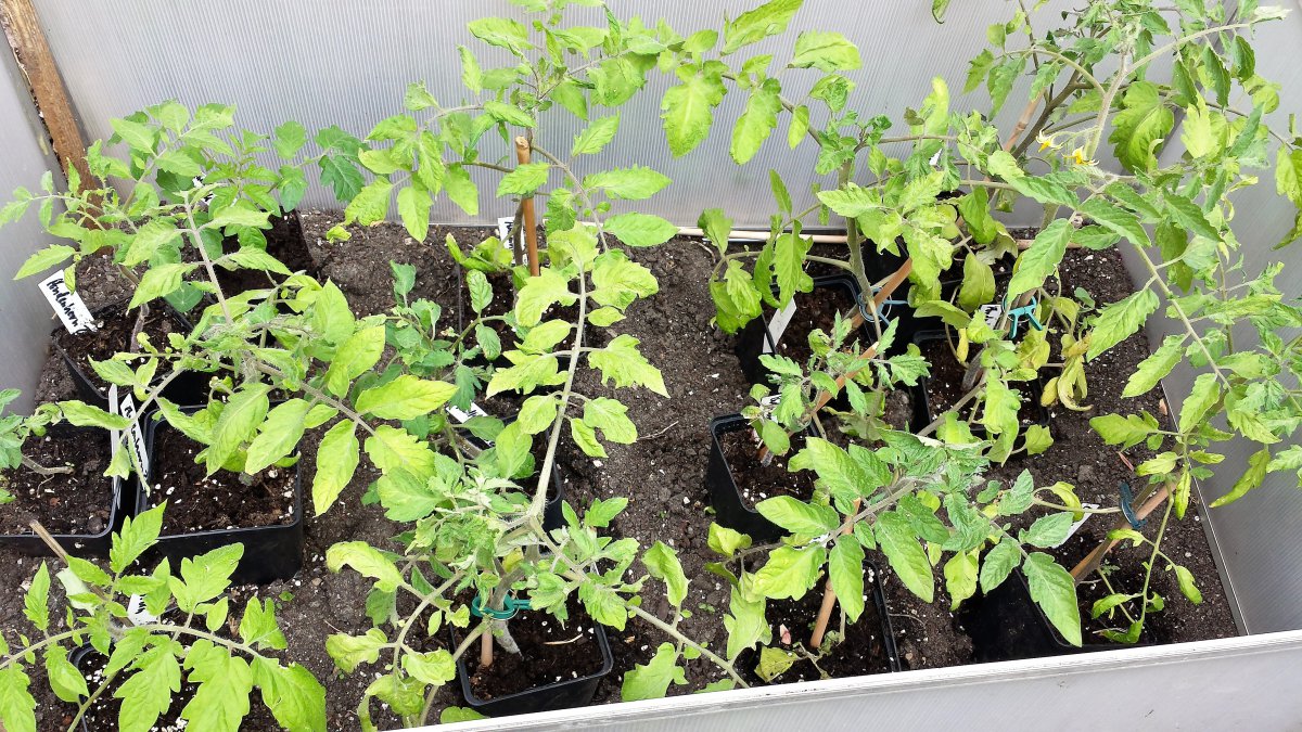 Stierhoden-Bullenherz-Andenhorn-Orange Tomate