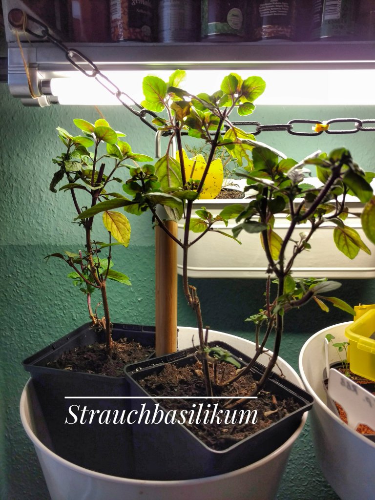 Strauchbasilikum
