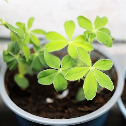 Süß Lupine