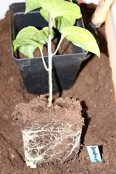 Sugarbird F5