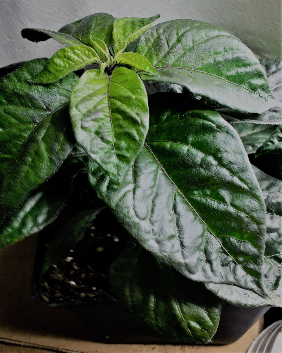 Sundown Beauty F6