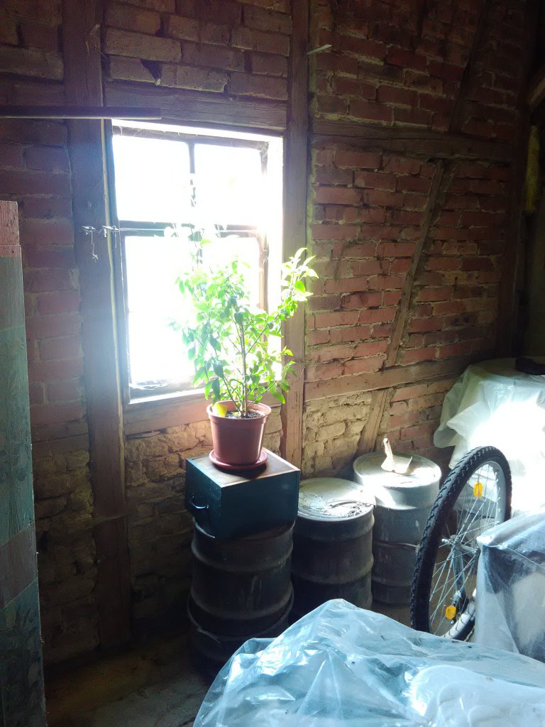 Tabasco 2.4