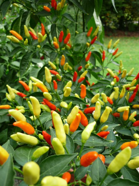 Tabasco