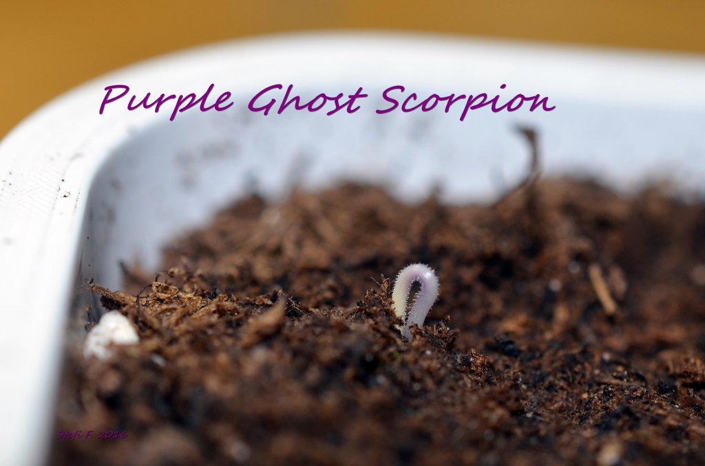Tageslichtanbau Keimling Nr. 1 Purple Ghost Scorpion (Caps. Chinense), 11.11.16