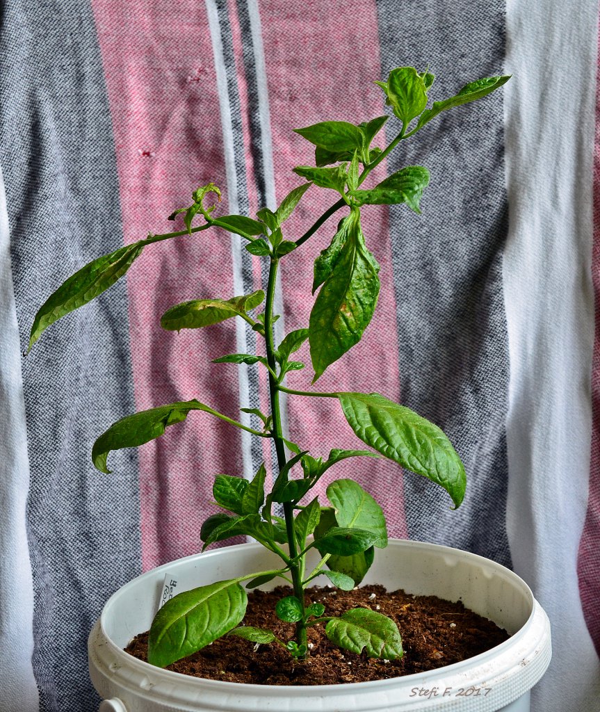 Tageslichtanbau Yellow Rocoto, 23.04.