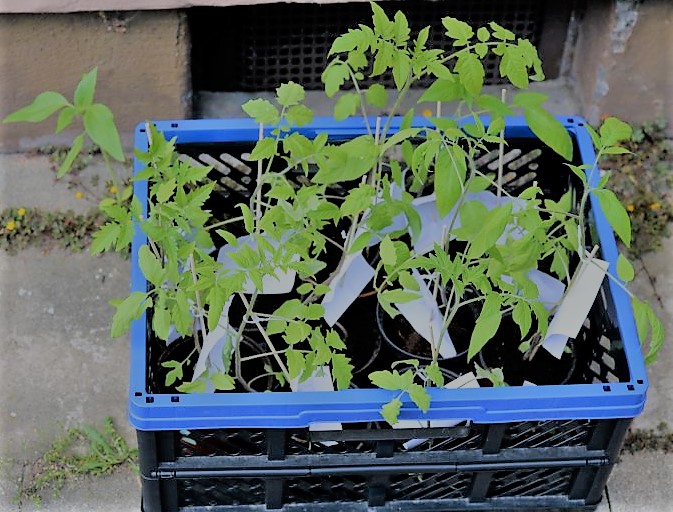 Tauschtomaten