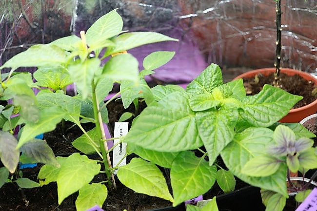 Thsololo Rot F4 + Fatalii