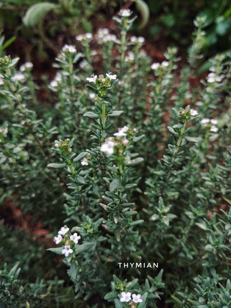 Thymian blüht