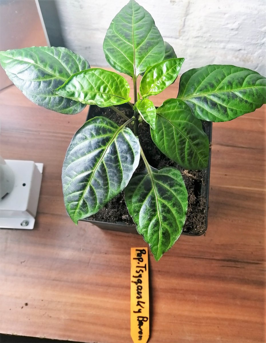 Tiger jalapeno