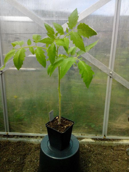 Tomate Ananas 03.05.16