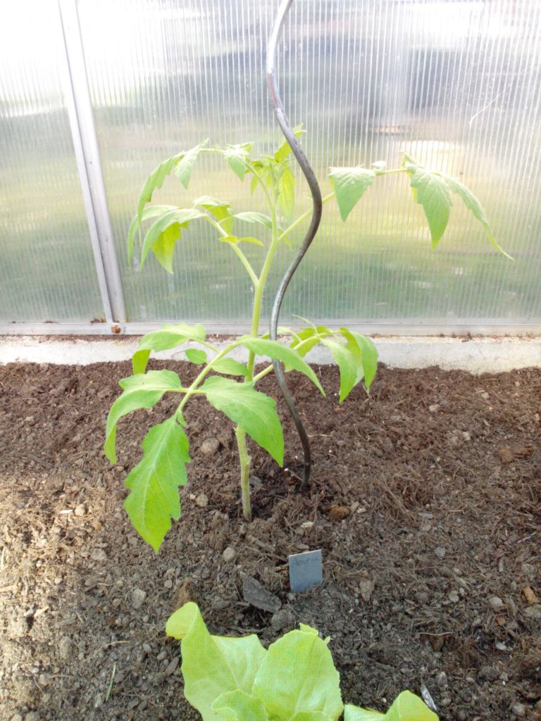 Tomate Ananas