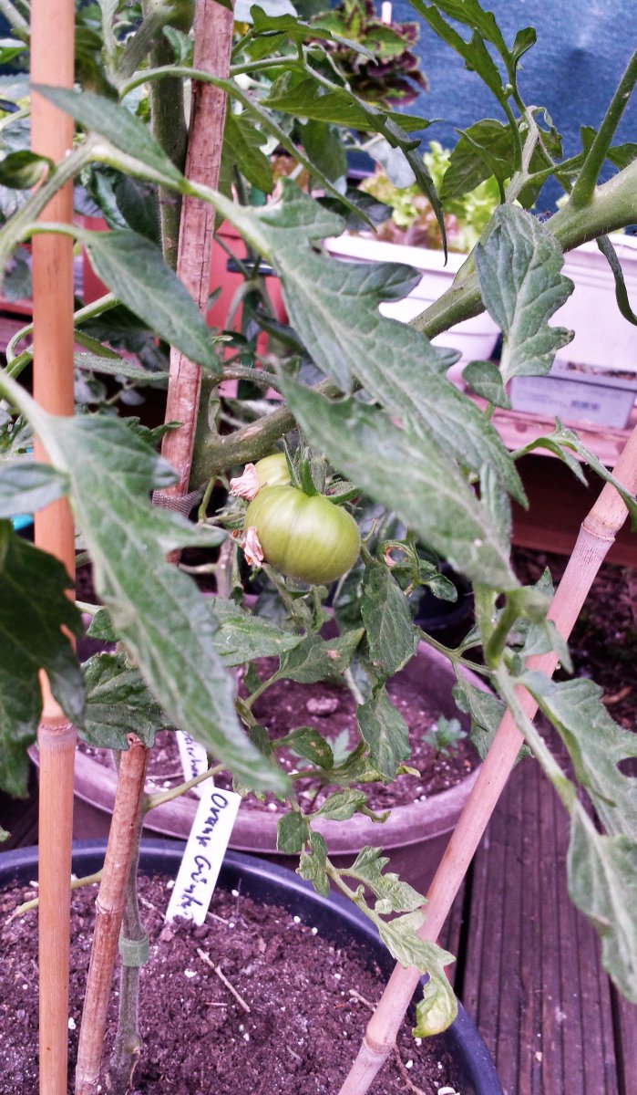 Tomate Orange.jpg