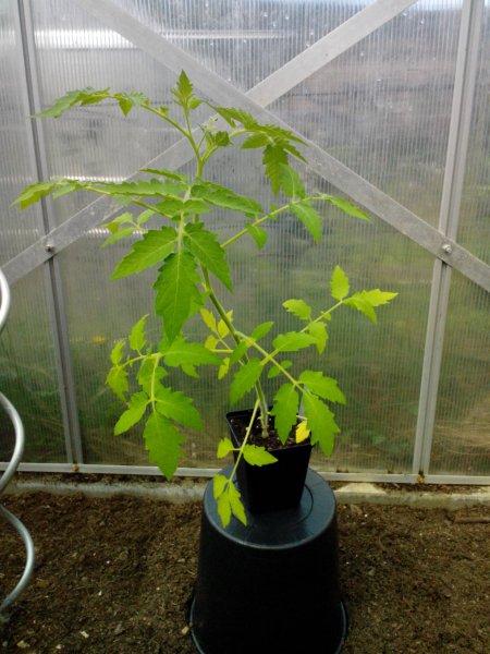 Tomate Yellow Pearshaped 03.05.16