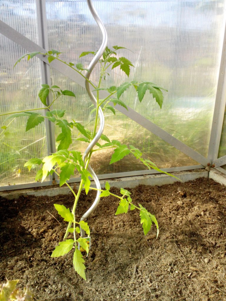 Tomate Yellow Pearshaped