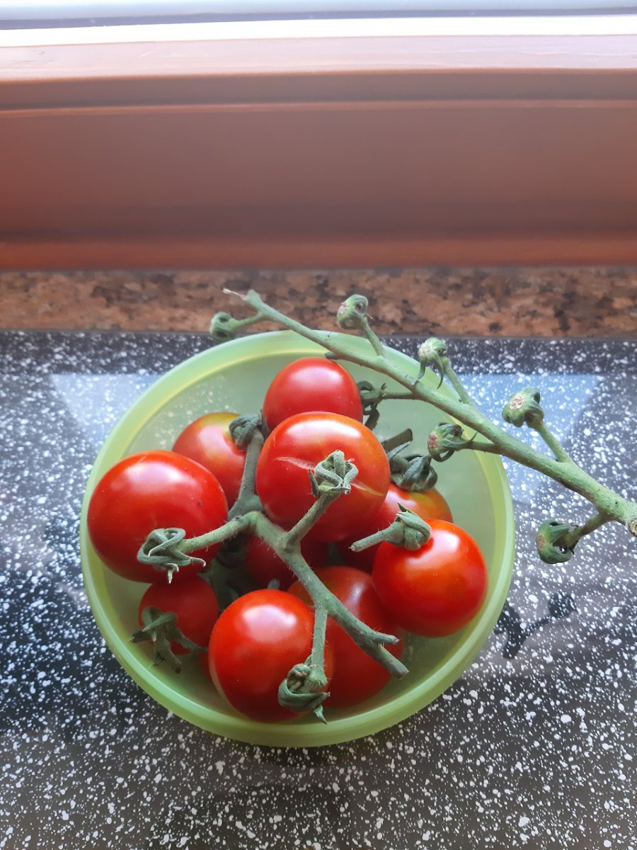 Tomaten 20.8.