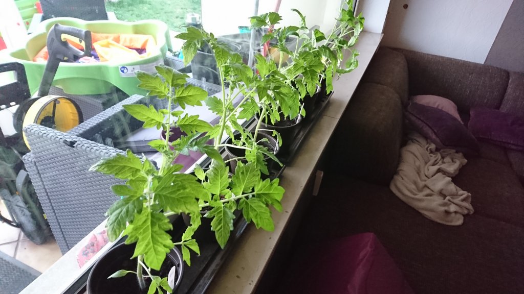 Tomaten 29.04