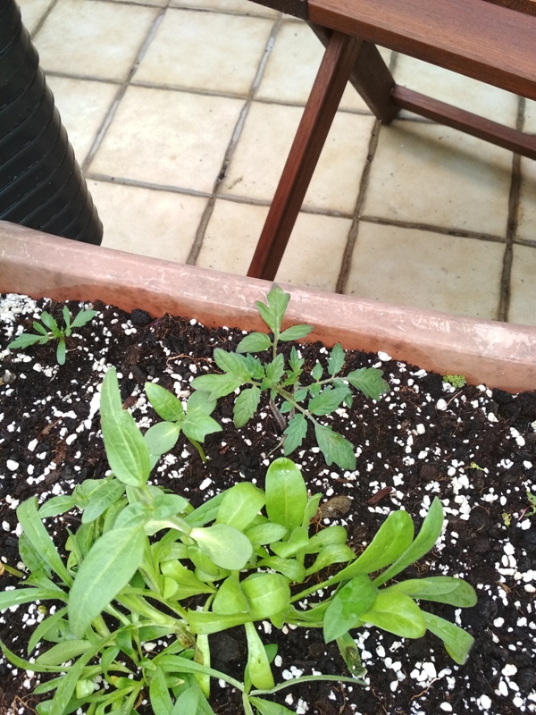 Tomaten geht es gut