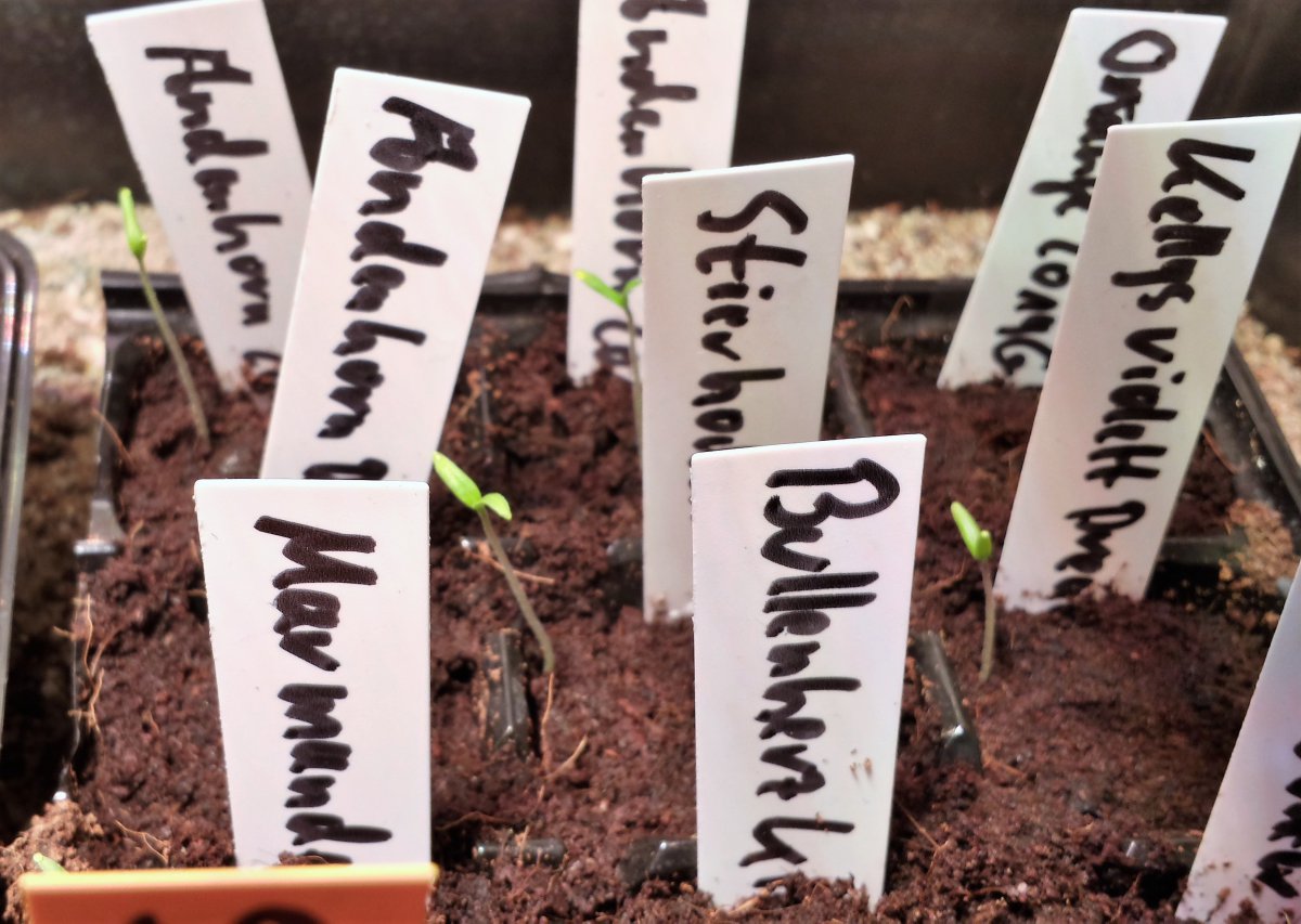Tomaten verschiedene