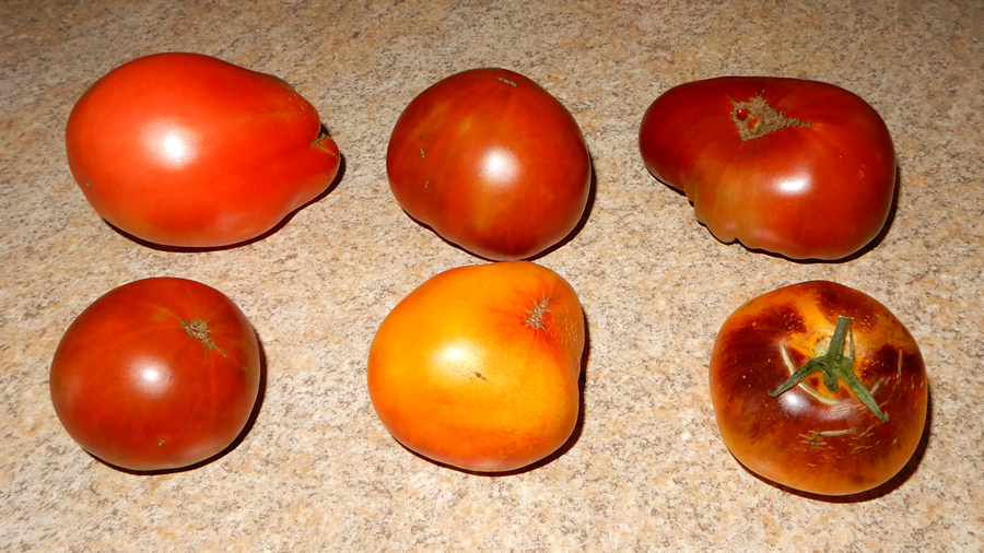 Tomaten