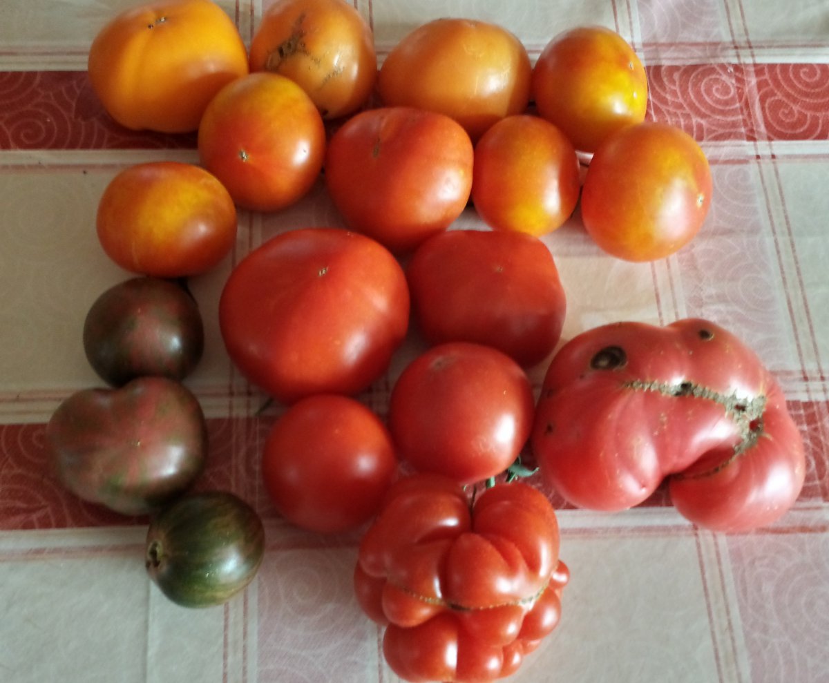 Tomatenernte